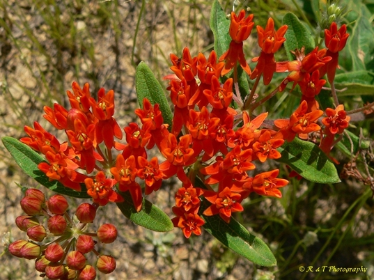 {Asclepias tuberosa}